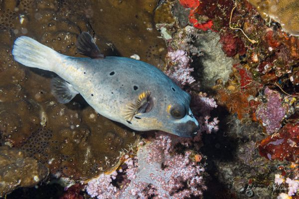 Blackspotted Puffer - Moalboal, Philippines - 8 August 2026 - Dive 2 - Pescador Island (Cathedral)