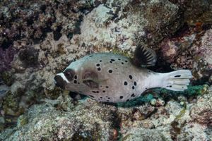 Blackspotted Puffer