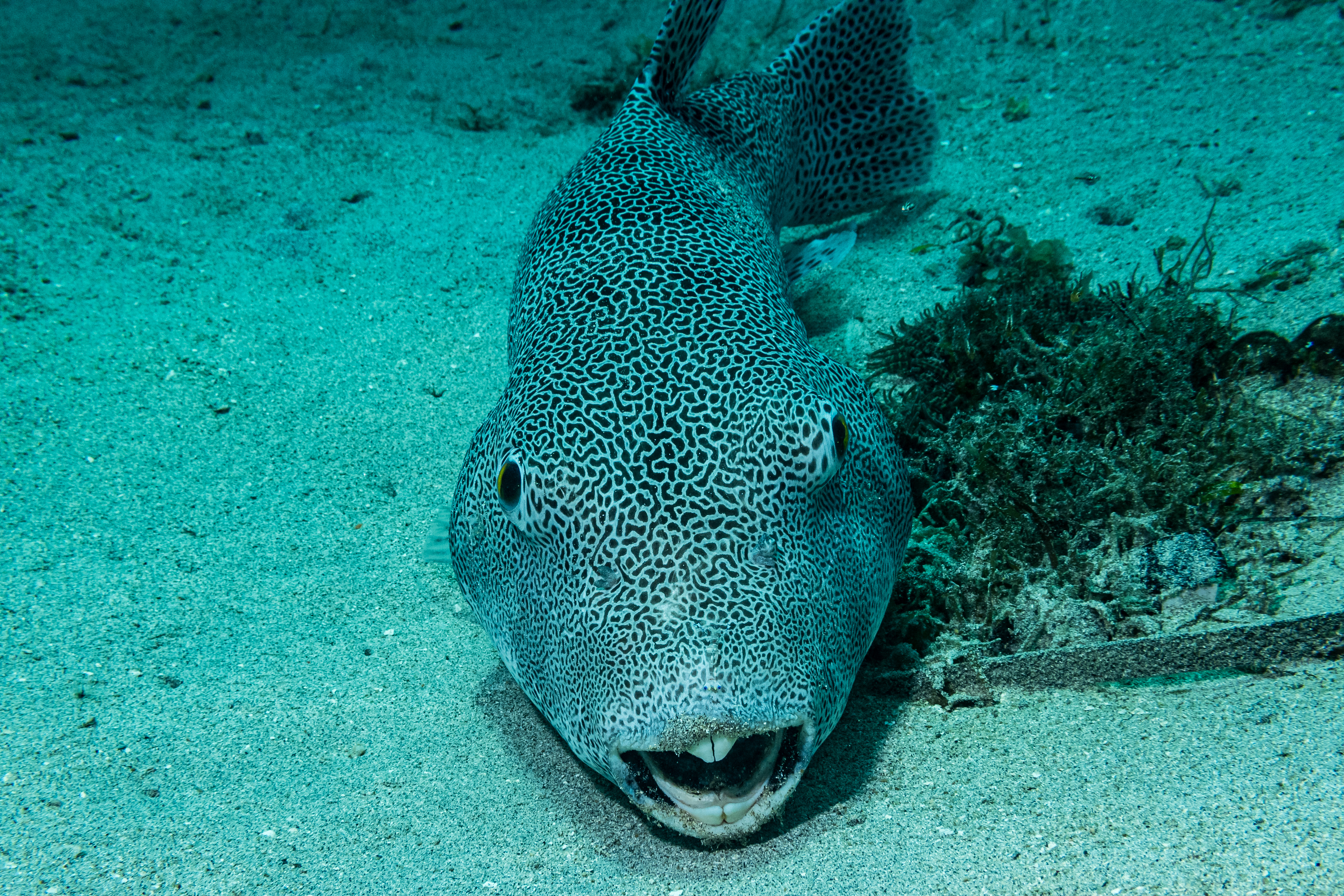 Starry Puffer