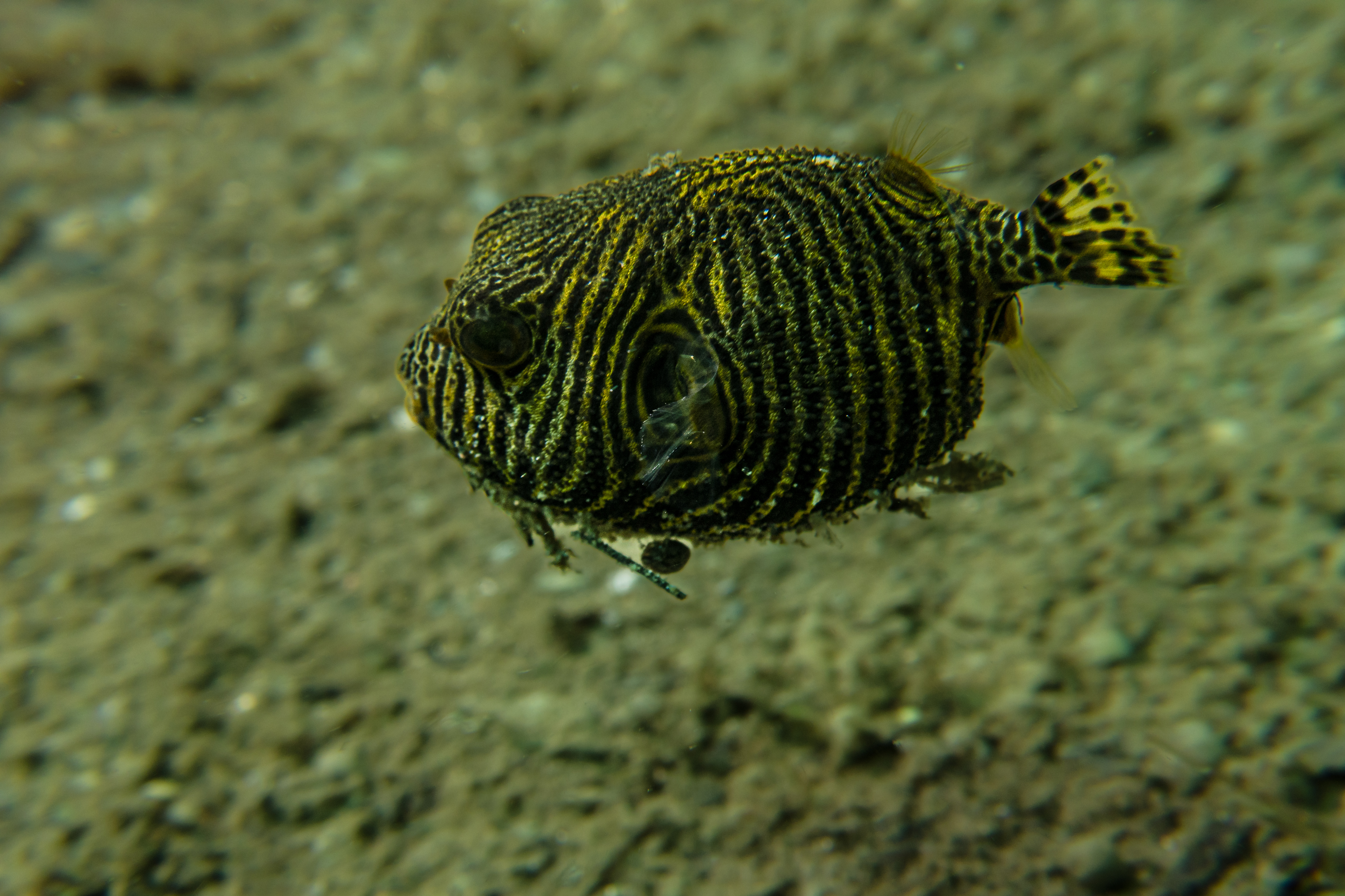 Starry Puffer