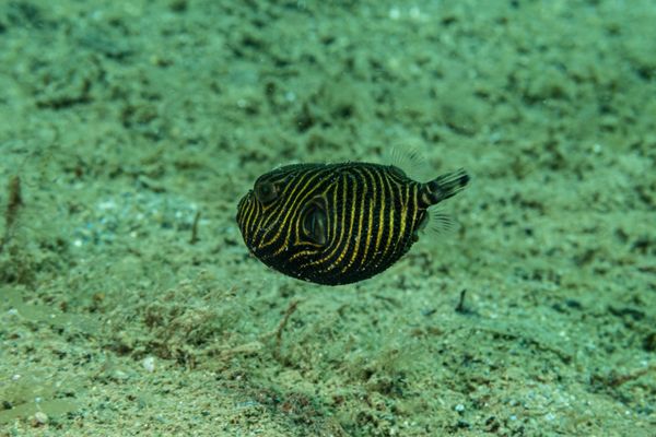 Starry Puffer - Photo 2