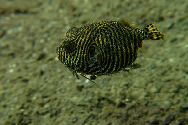 Starry Puffer - Photo 3