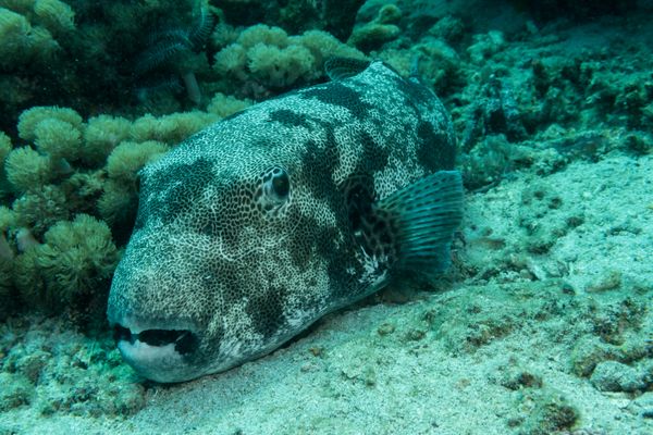 Starry Puffer - Photo 4