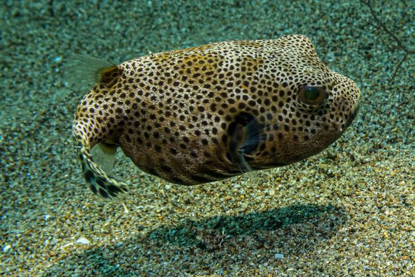 Starry Puffer - Photo 5