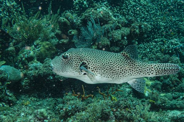 Starry Puffer - Photo 6