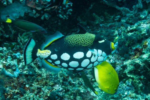 Clown Triggerfish - Photo 1