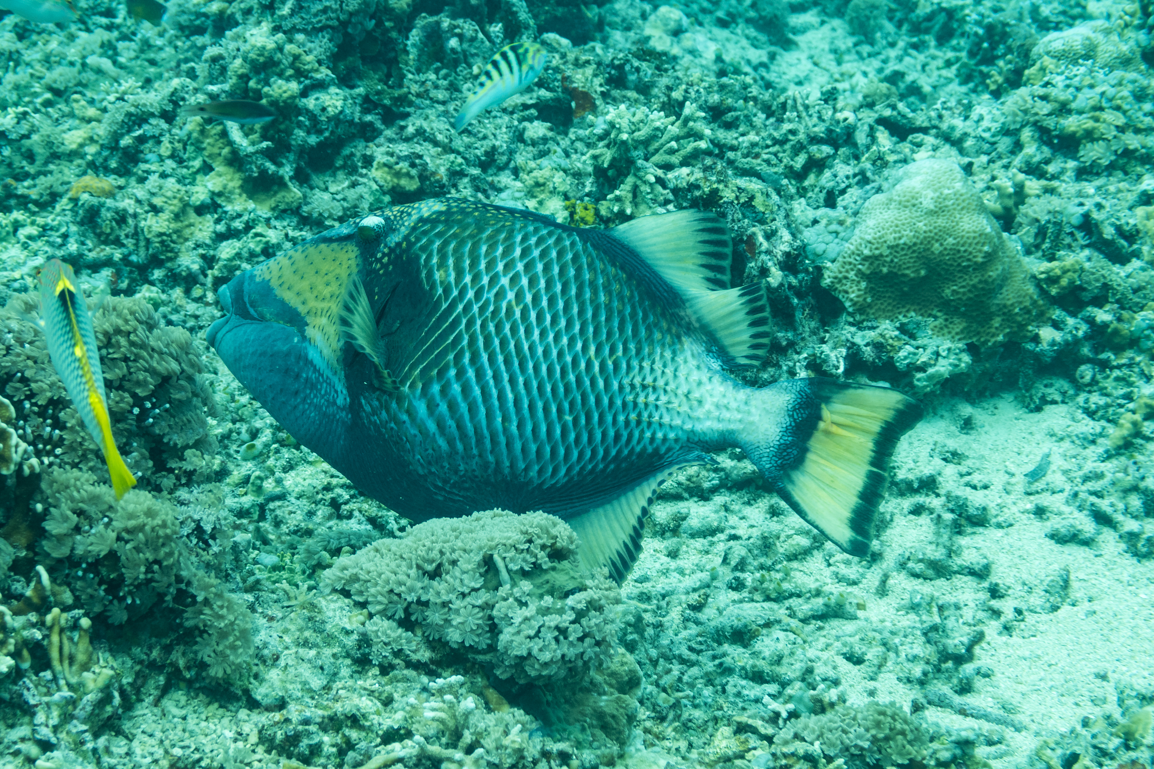 Titan Triggerfish
