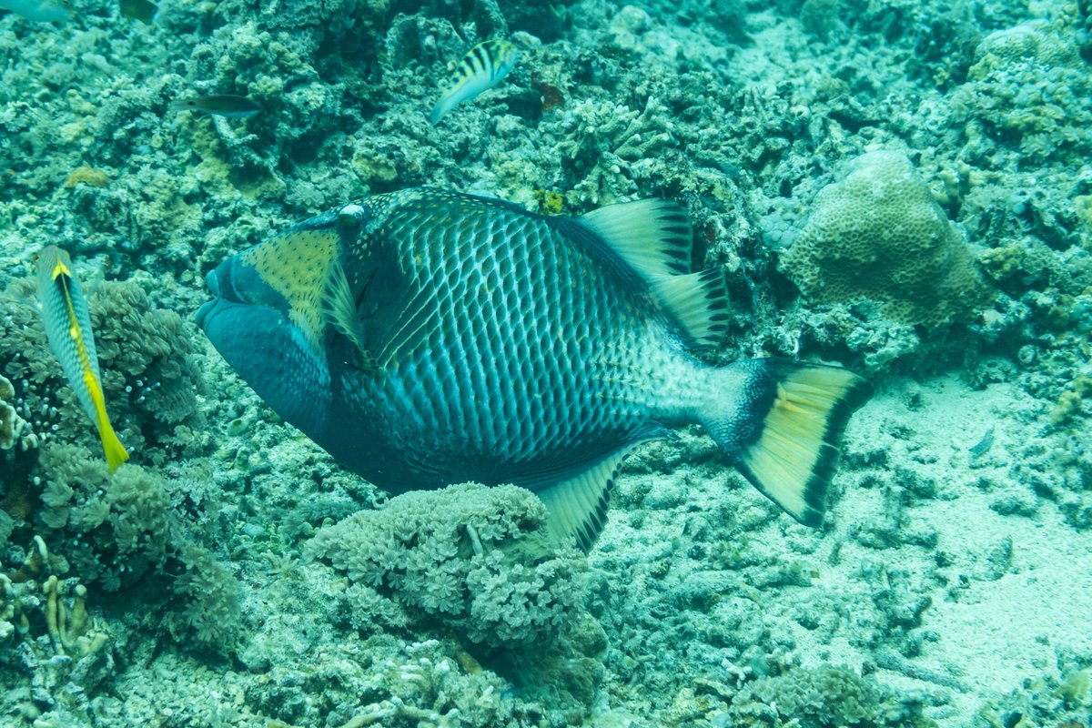 Titan Triggerfish hero image