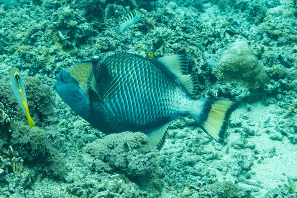 Titan Triggerfish - Photo 1