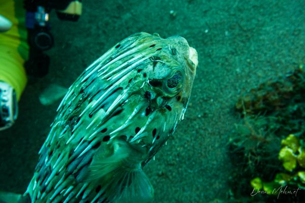 Long-spined Porcupinefish - Photo 1