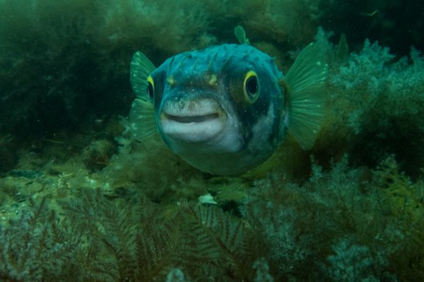 Globefish - Photo 1