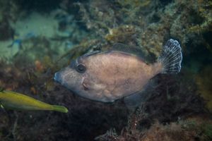 Gunn's Leatherjacket