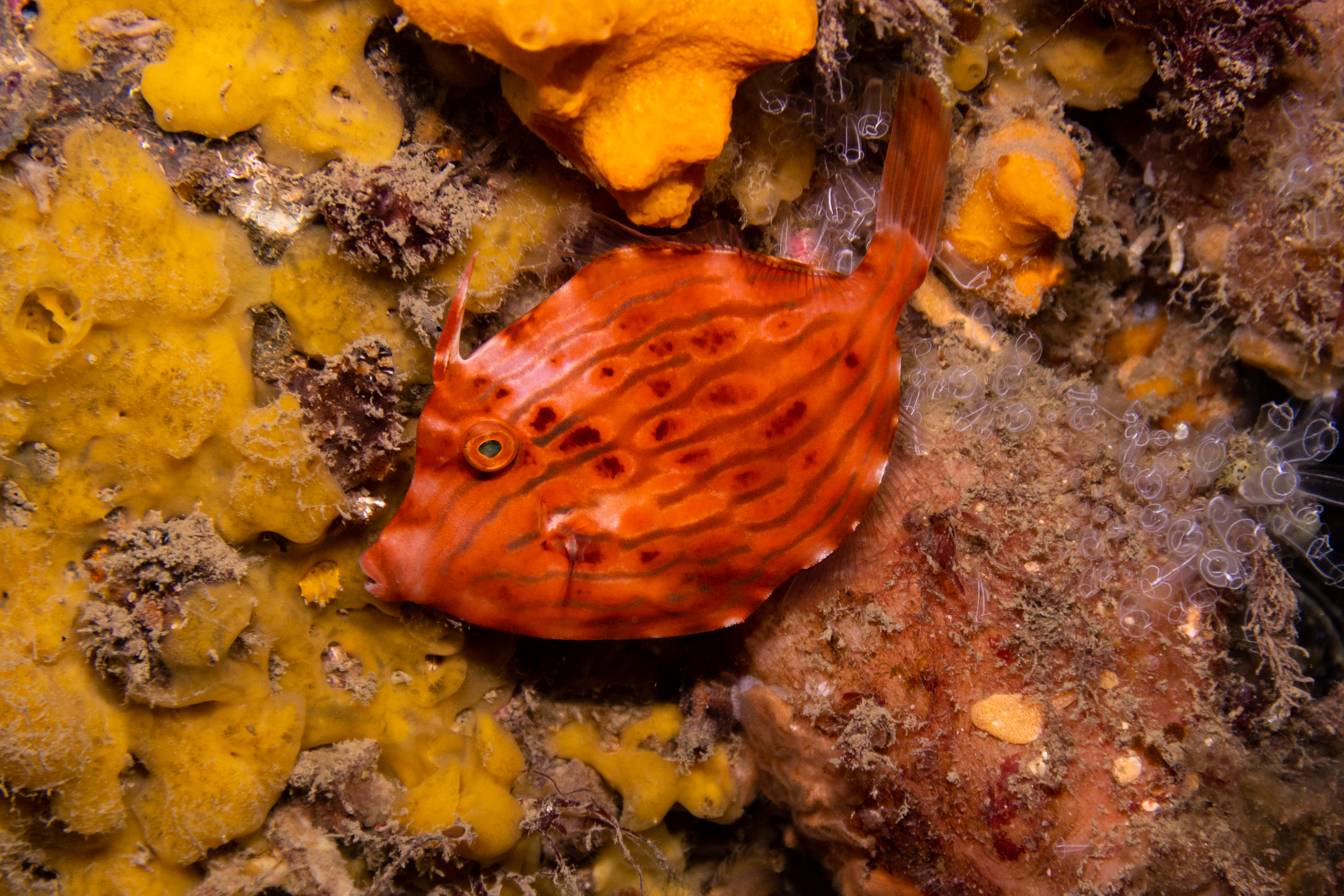 Mosaic Leatherjacket