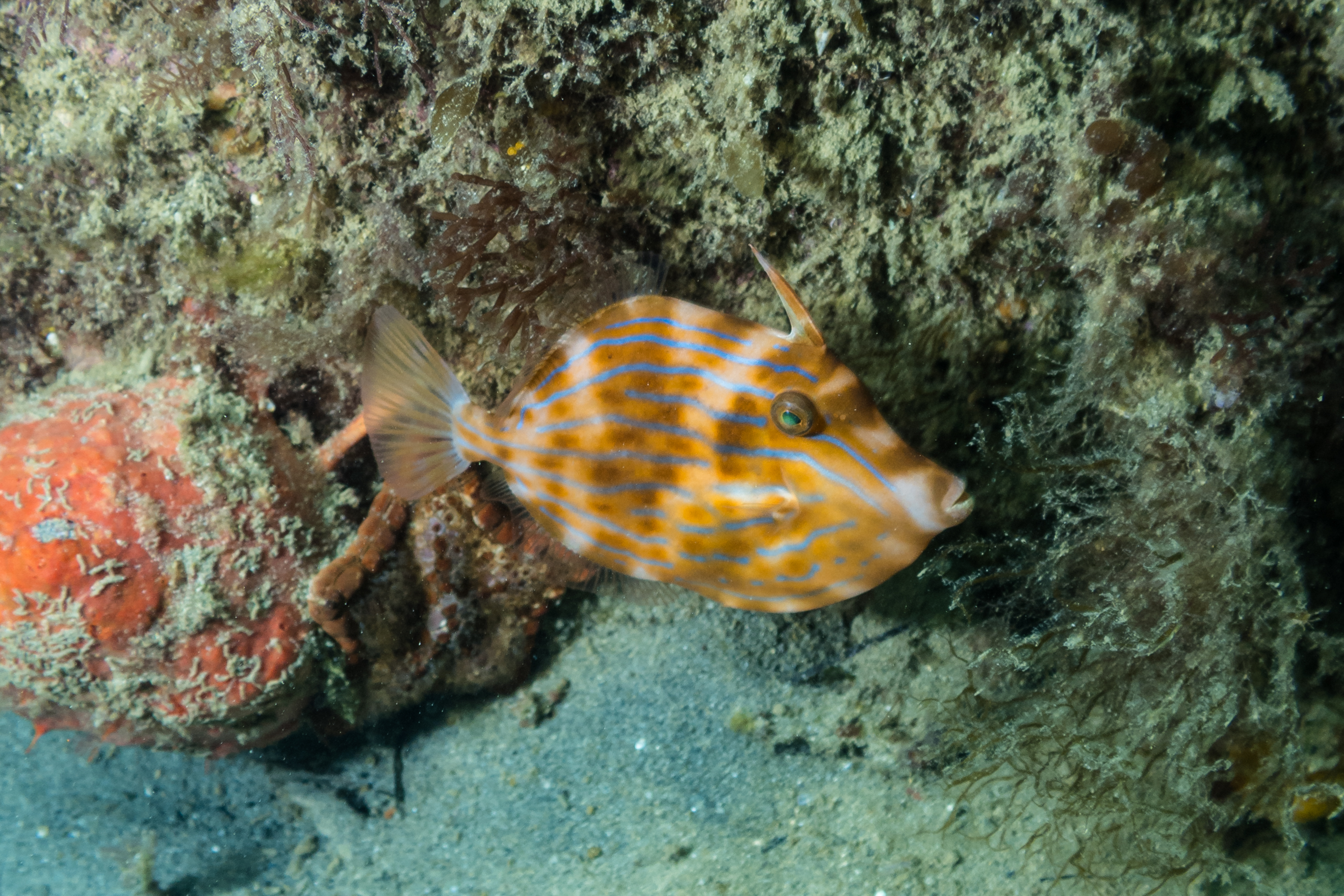 Mosaic Leatherjacket