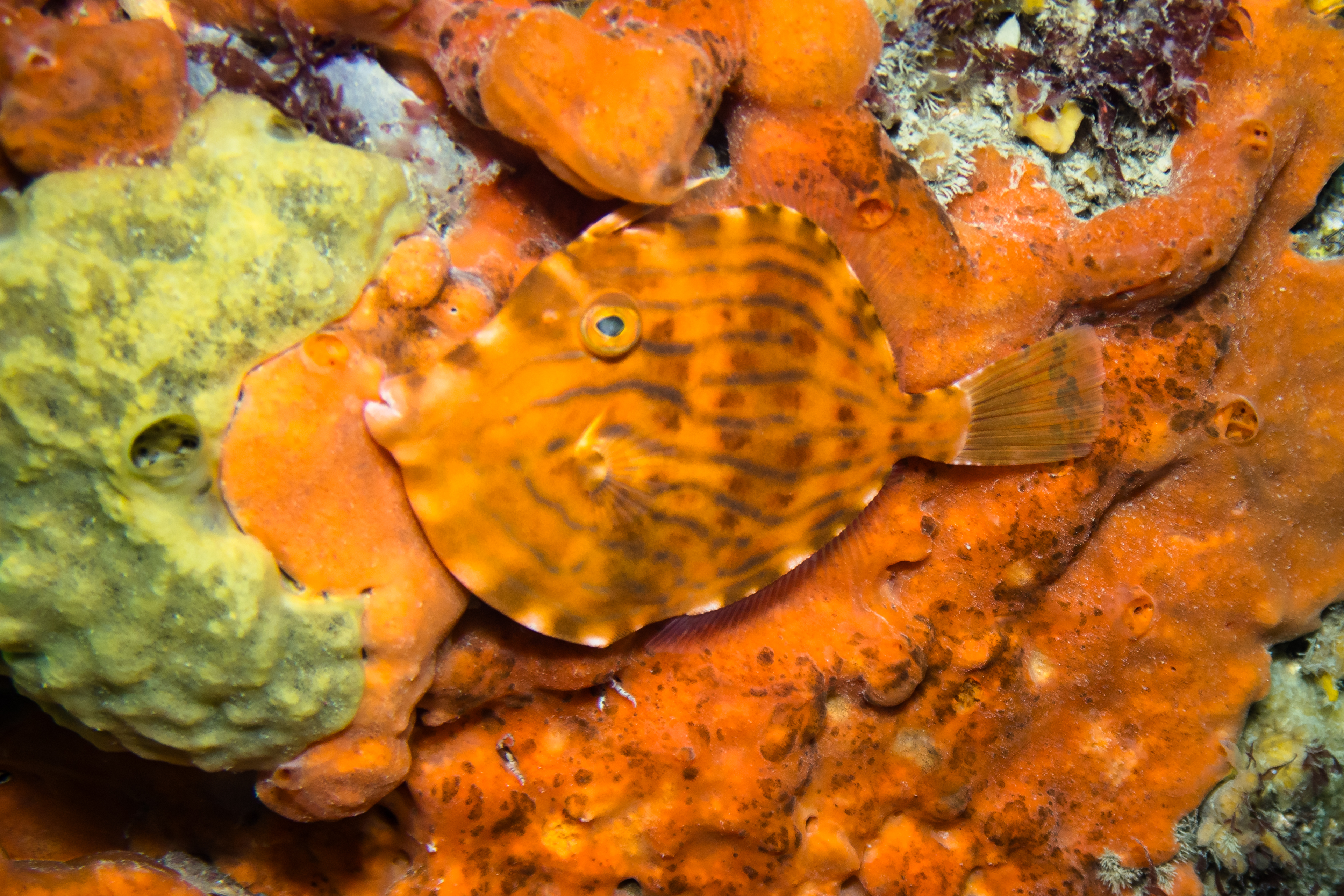 Mosaic Leatherjacket