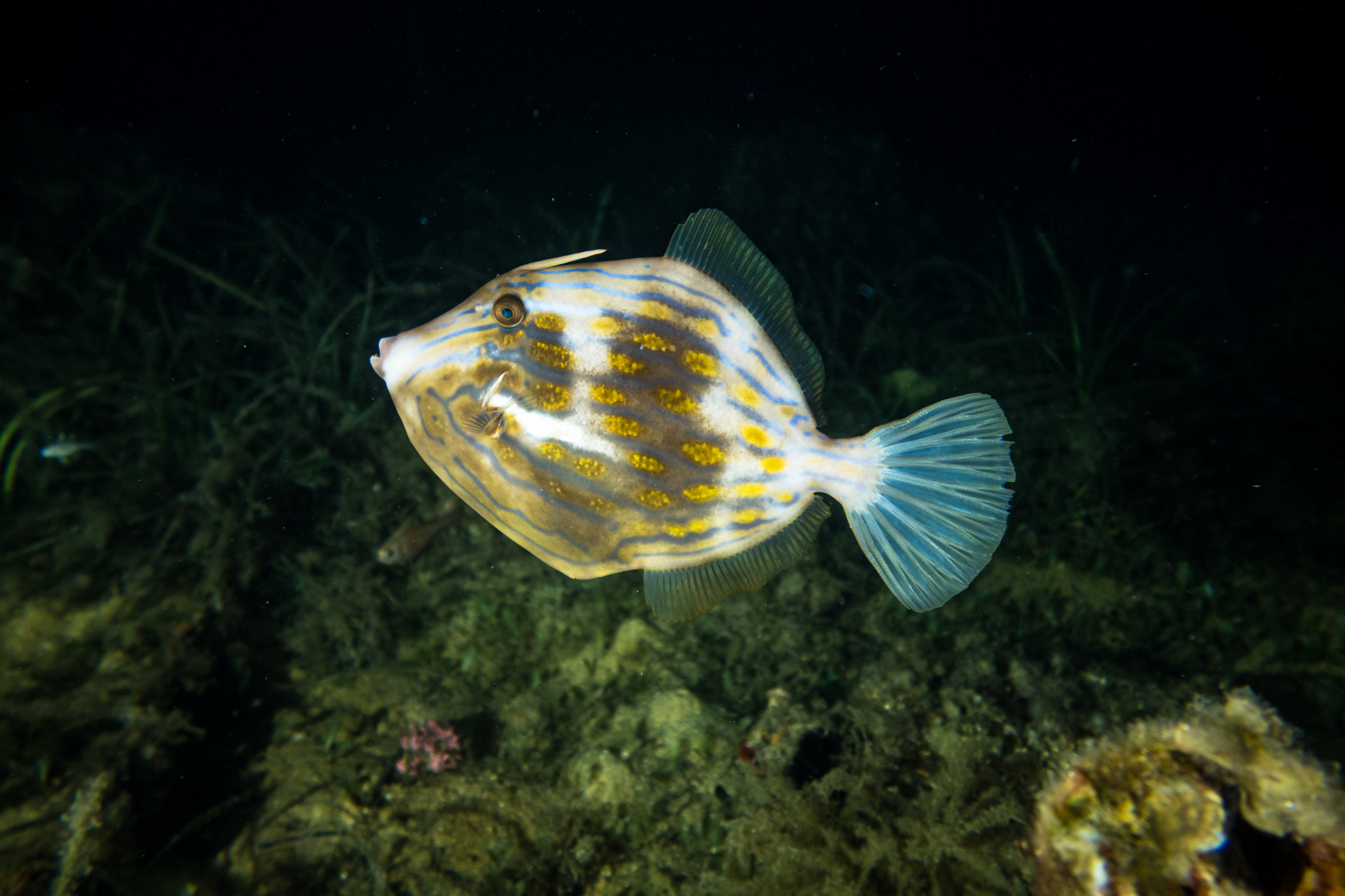 Mosaic Leatherjacket