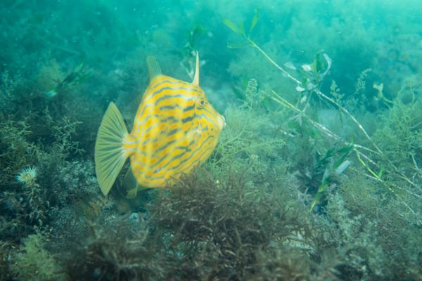 Mosaic Leatherjacket - Photo 2