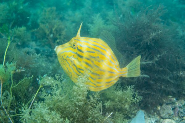Mosaic Leatherjacket - Photo 3