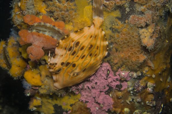 Mosaic Leatherjacket - Photo 4