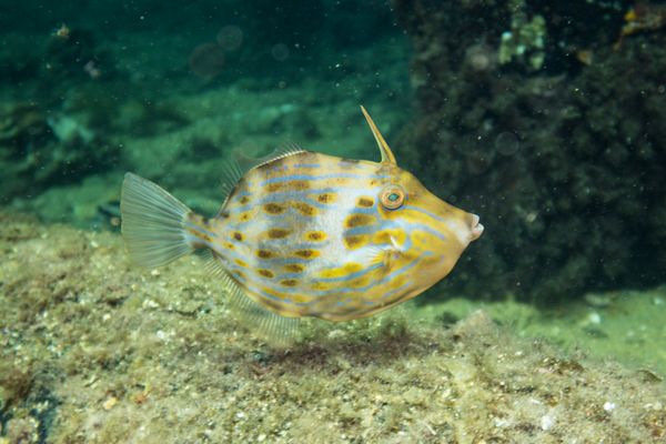 Mosaic Leatherjacket - Photo 7
