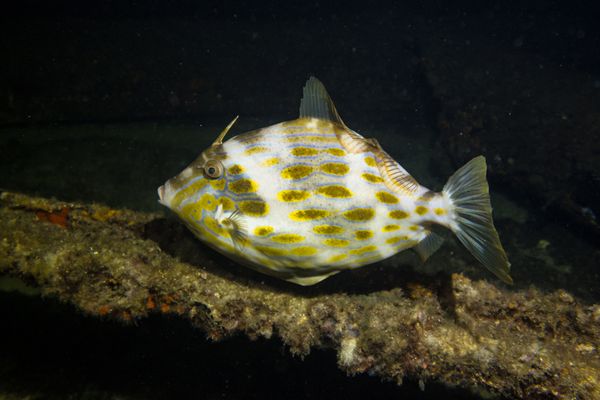 Mosaic Leatherjacket - Photo 9