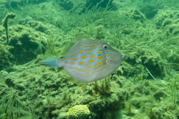 Mosaic Leatherjacket - Photo 10