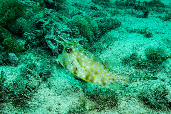 Longhorn Cowfish - Photo 1