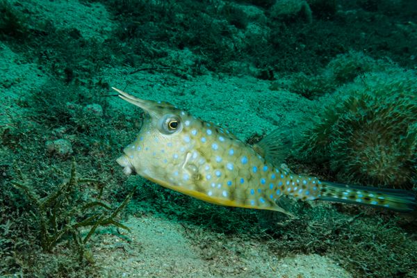 Longhorn Cowfish - Photo 2