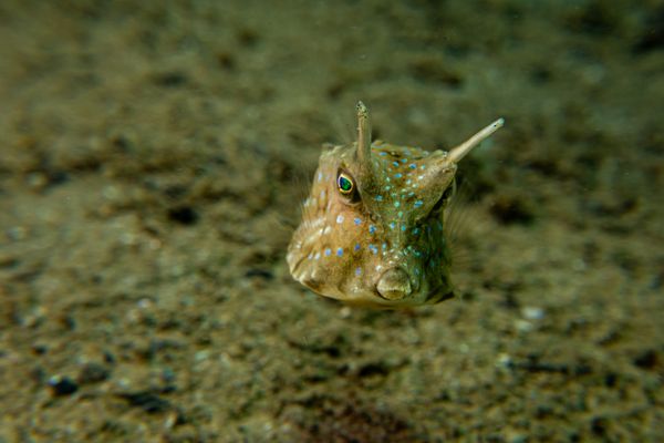 Longhorn Cowfish - Photo 3