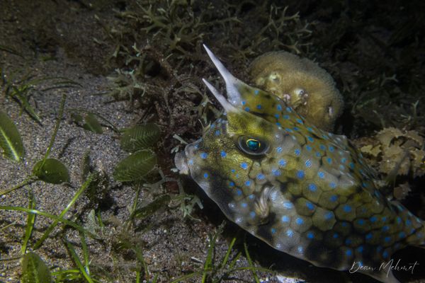 Longhorn Cowfish - Photo 4
