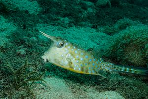 Longhorn Cowfish
