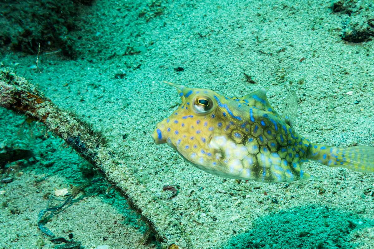 Thornback Cowfish