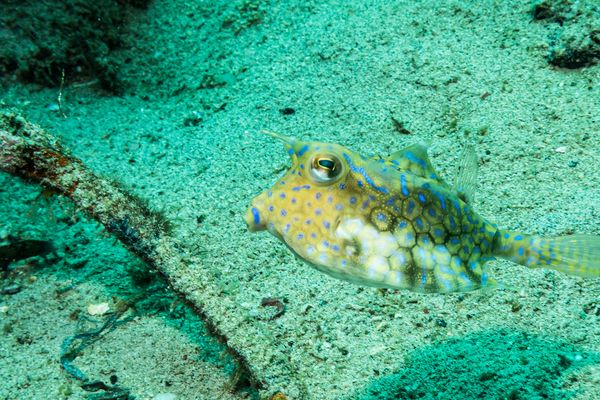 Thornback Cowfish - Photo 1