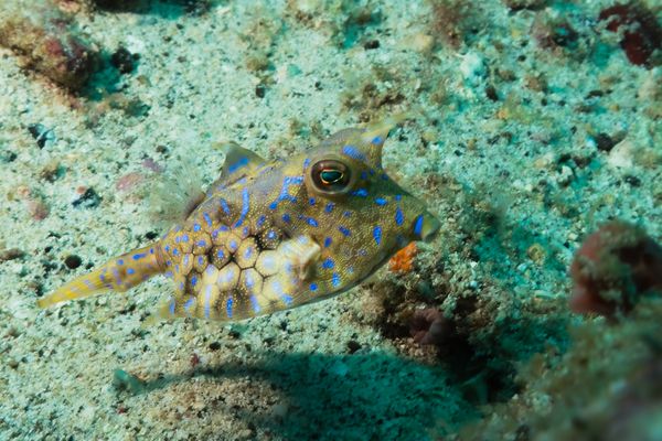 Thornback Cowfish - Photo 2