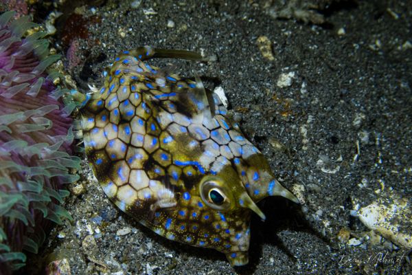 Thornback Cowfish - Photo 4