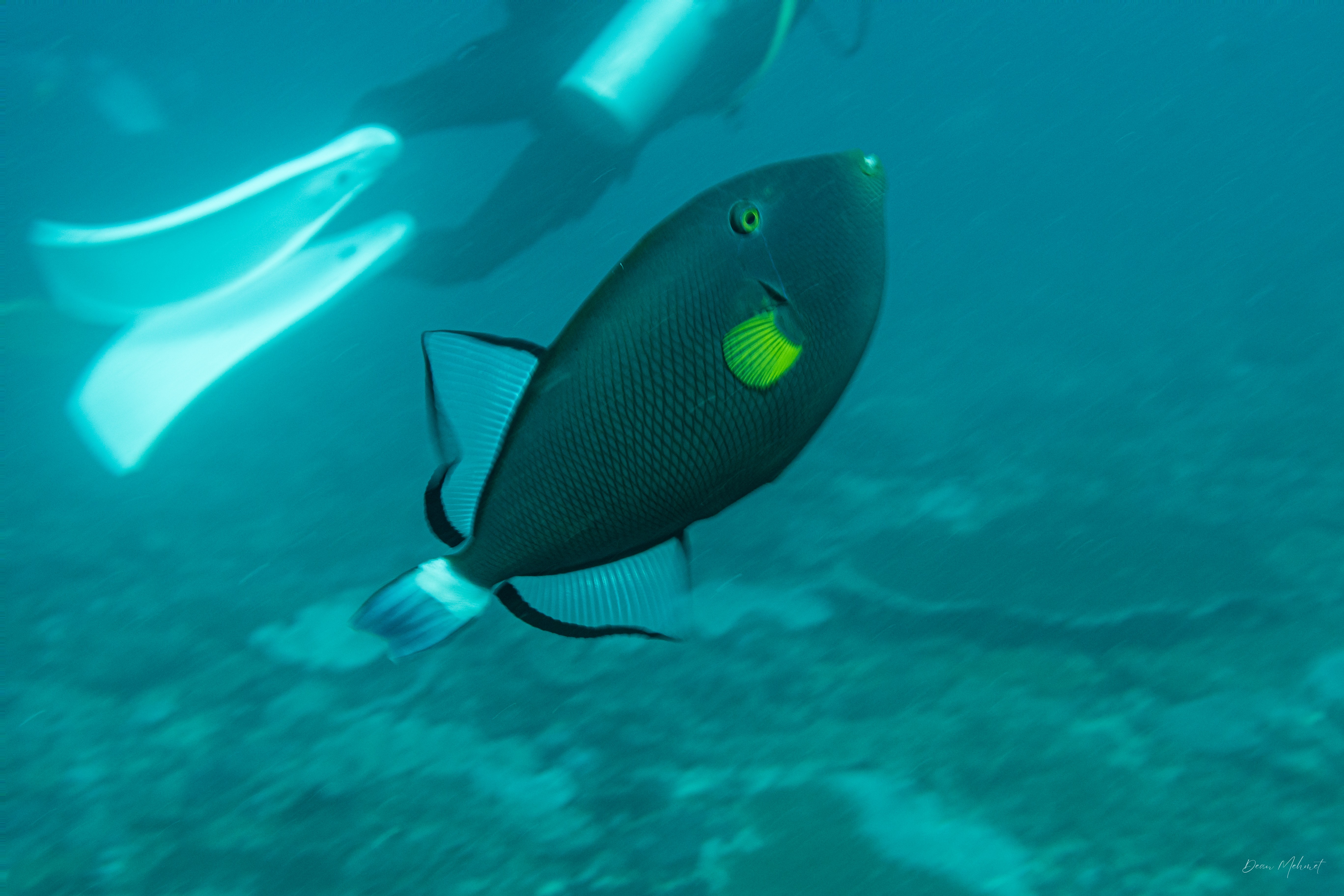 Pinktail Triggerfish