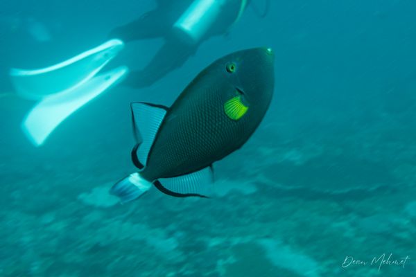 Pinktail Triggerfish - Amed, Bali / 4 July 2026