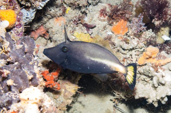 Spectacular Reef - Media 4