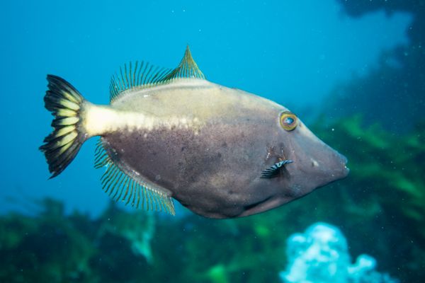 Yellowstriped Leatherjacket - Photo 2