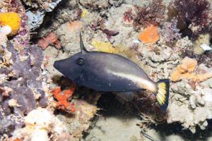 Meuschenia representative species