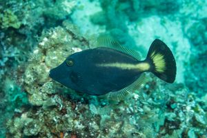 Yellowstriped Leatherjacket from Busselton 2026