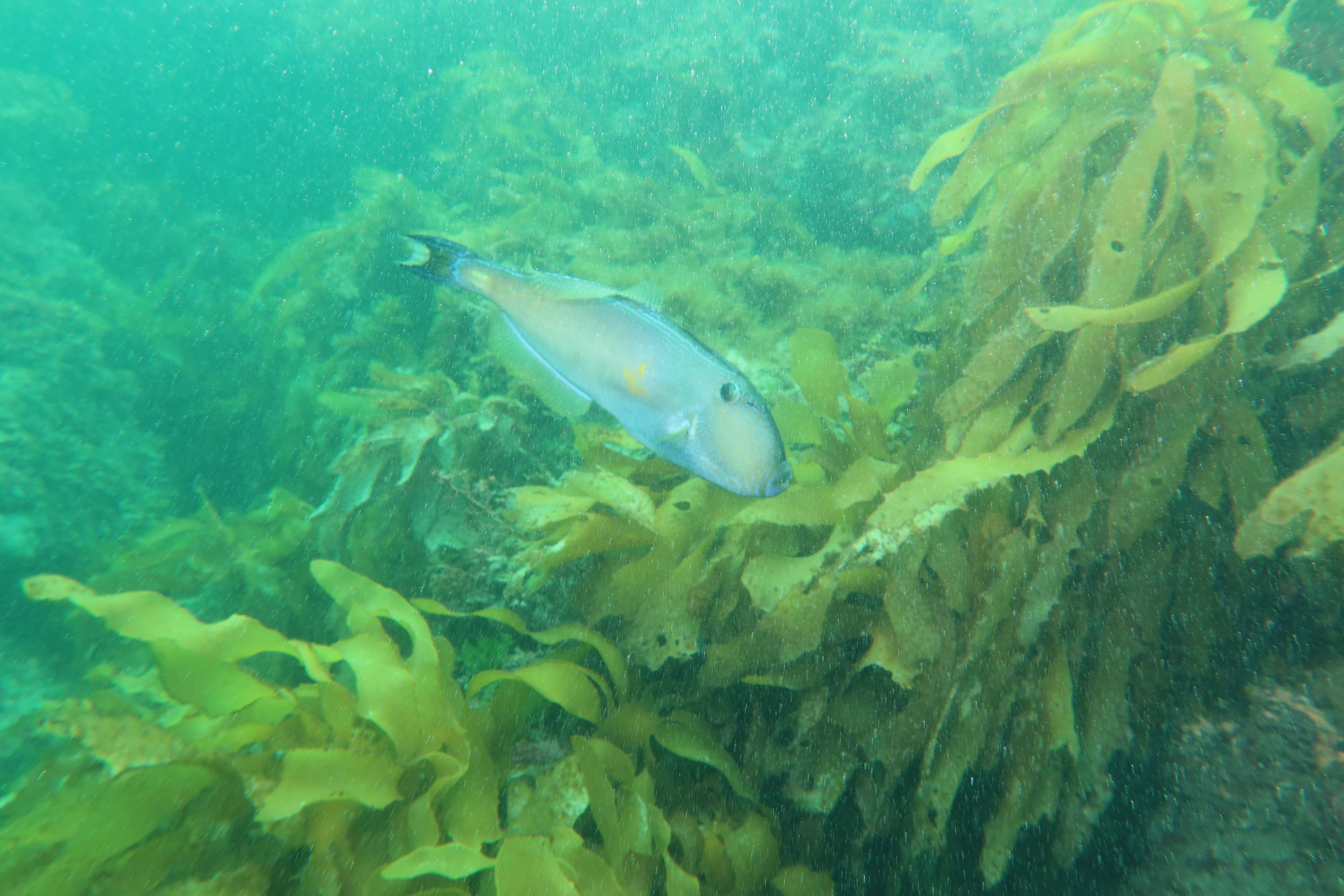 Sixspine Leatherjacket