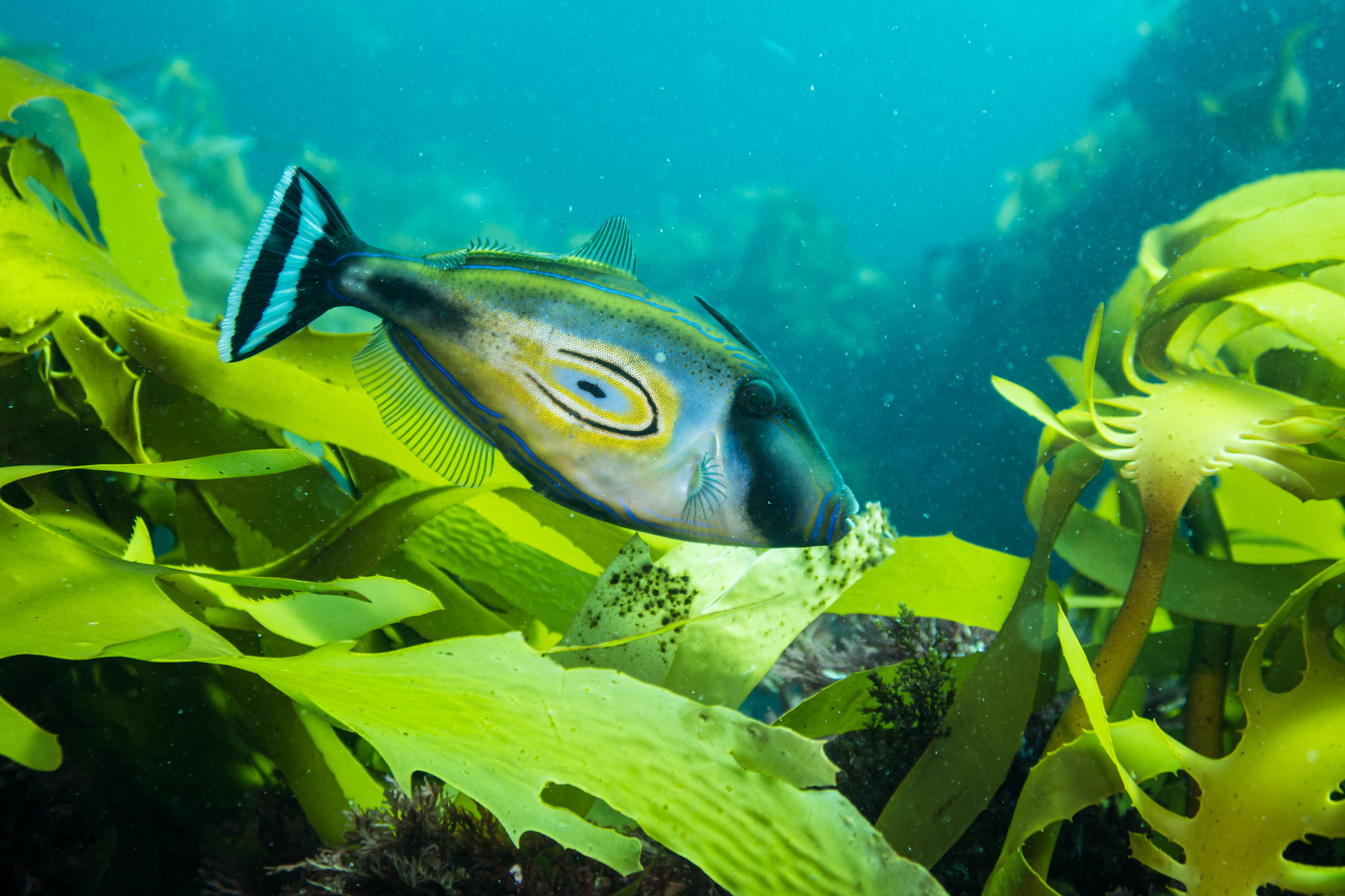 Horseshoe Leatherjacket