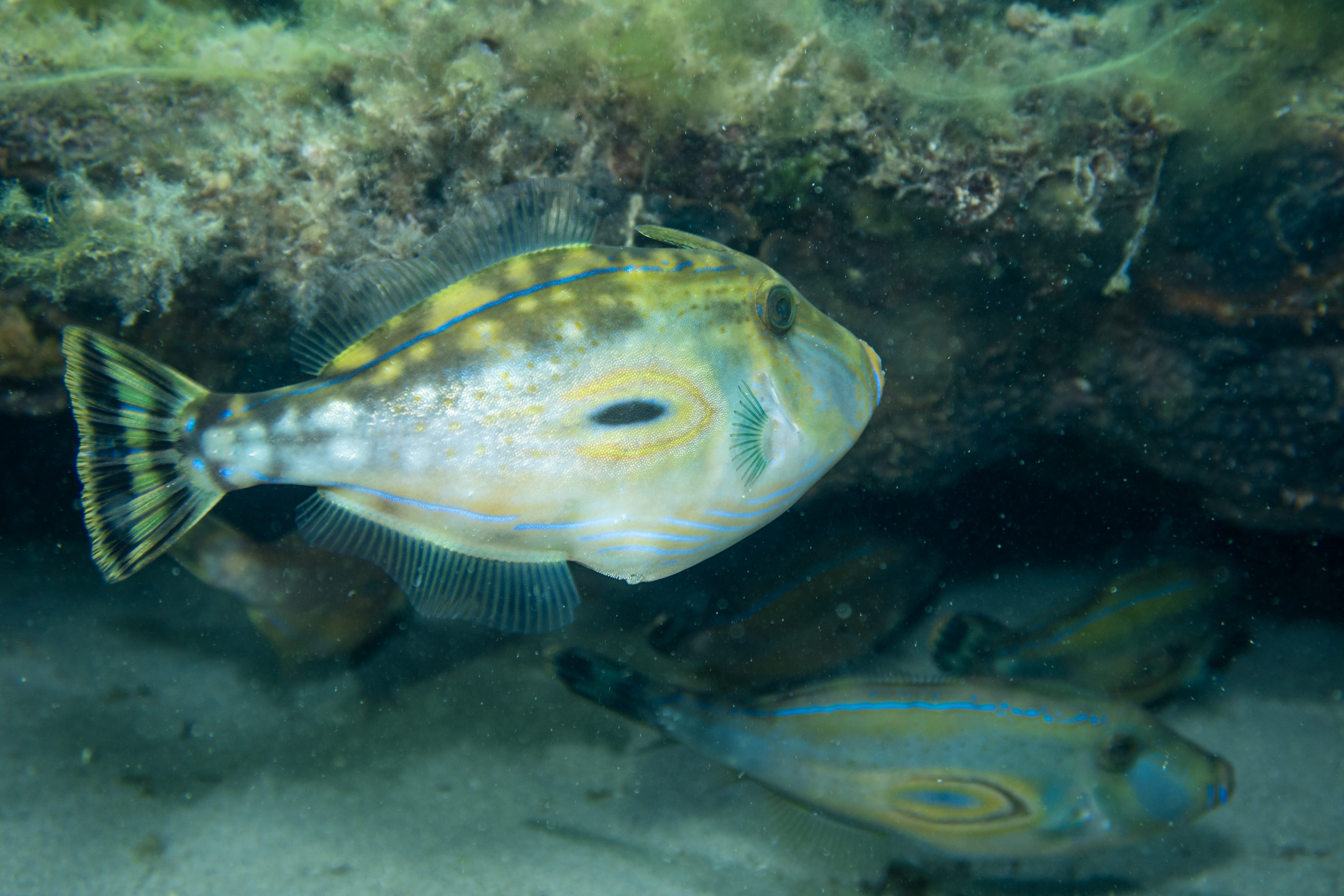 Horseshoe Leatherjacket