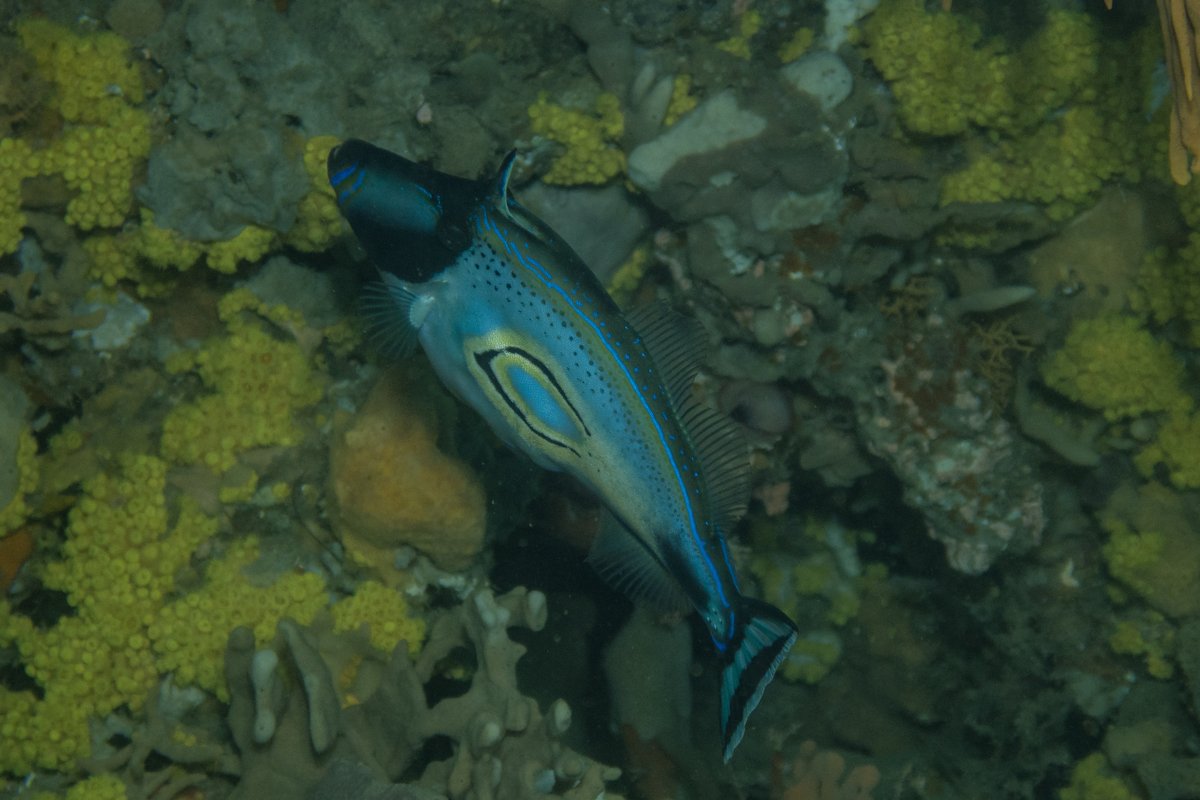 Horseshoe Leatherjacket hero image