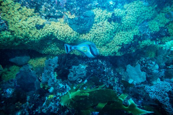 Horseshoe Leatherjacket - Photo 2