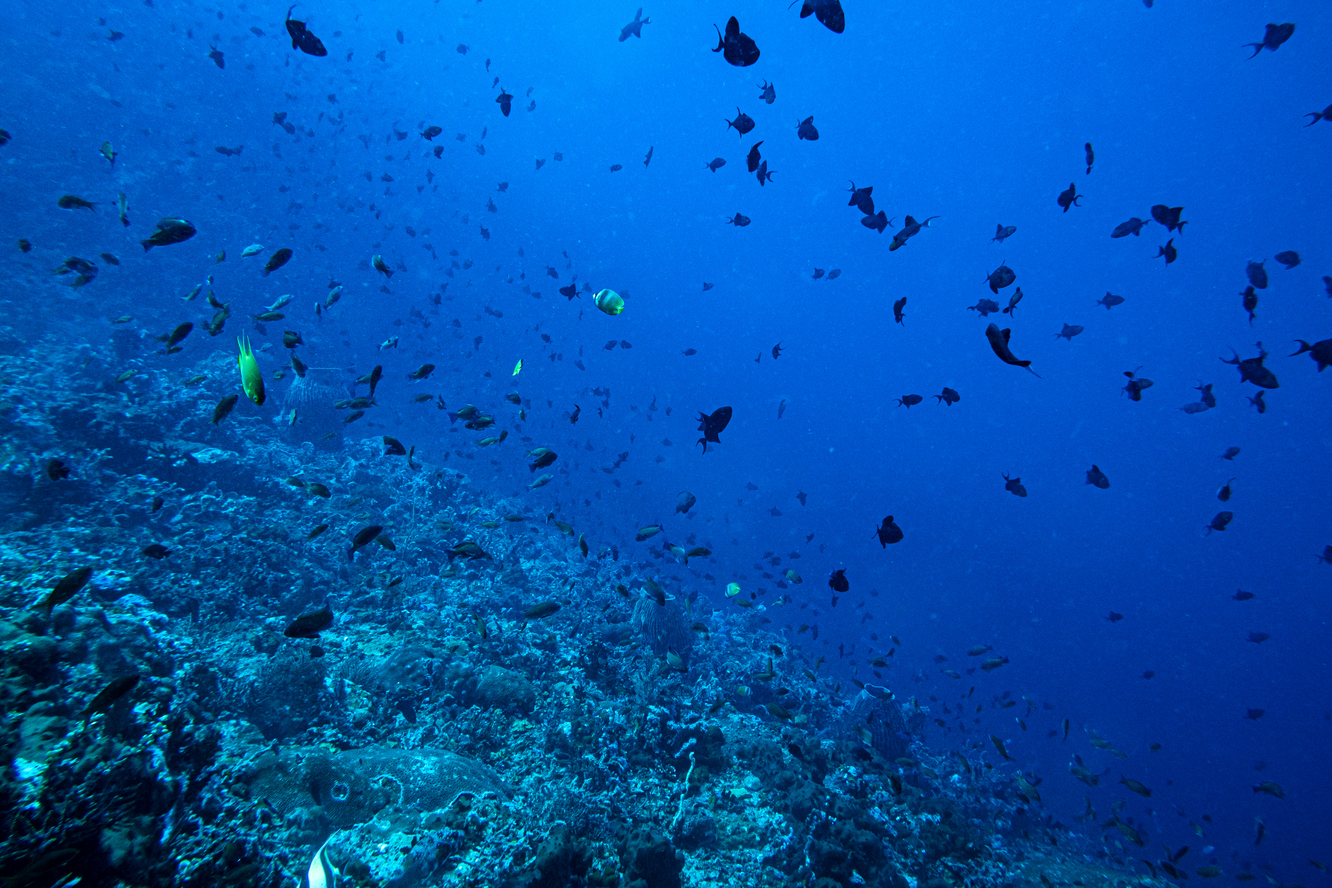 Redtooth Triggerfish