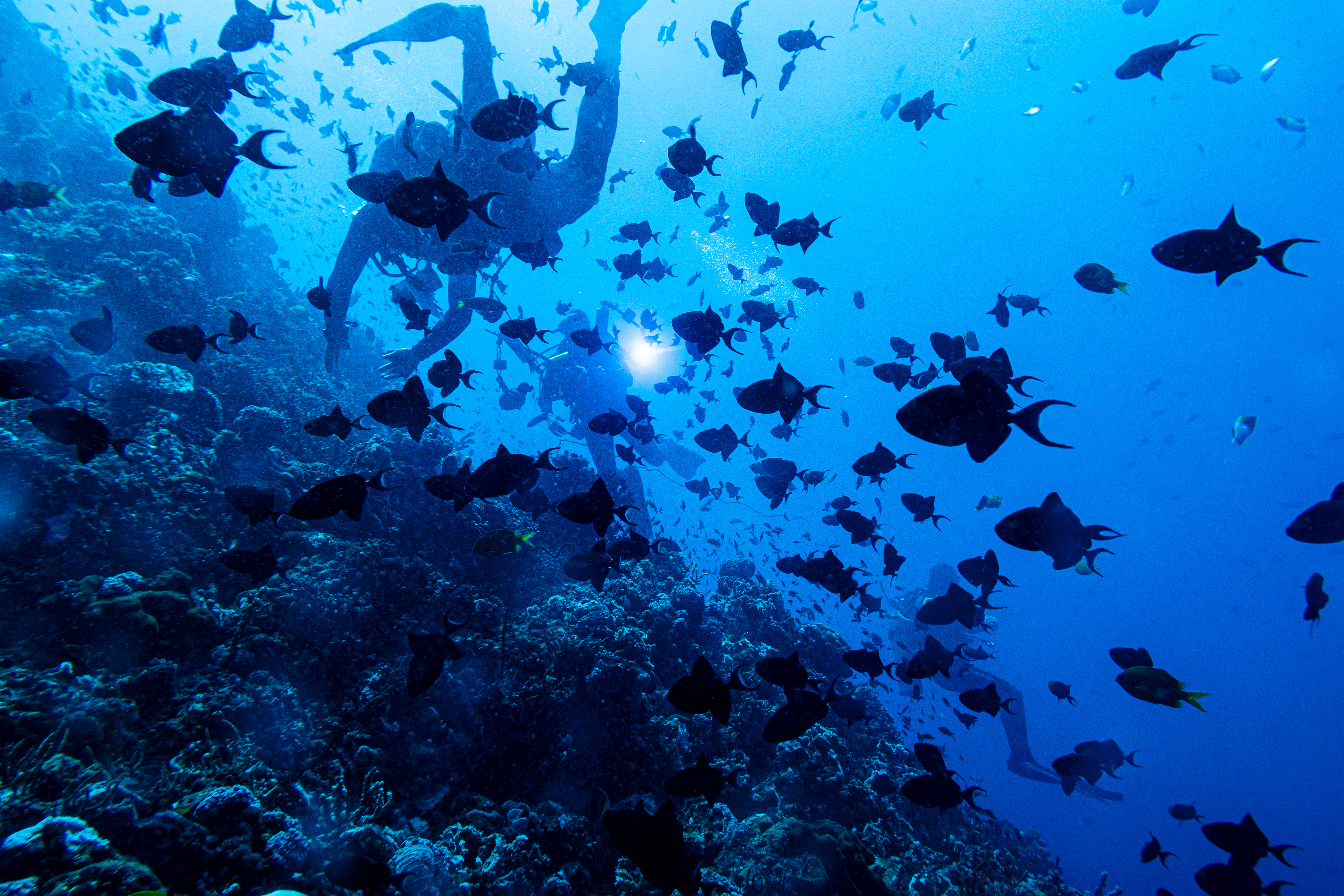 Redtooth Triggerfish