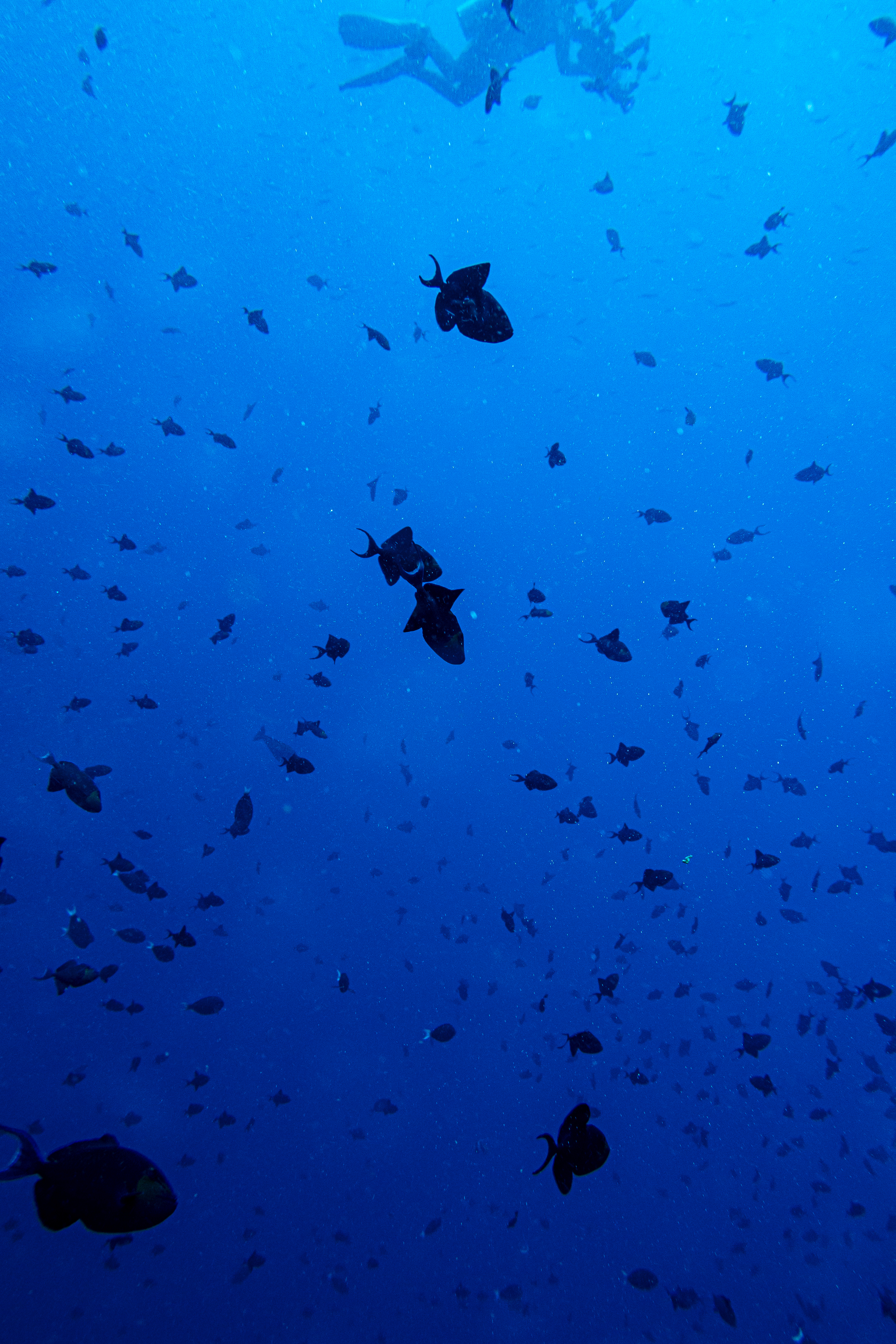 Redtooth Triggerfish