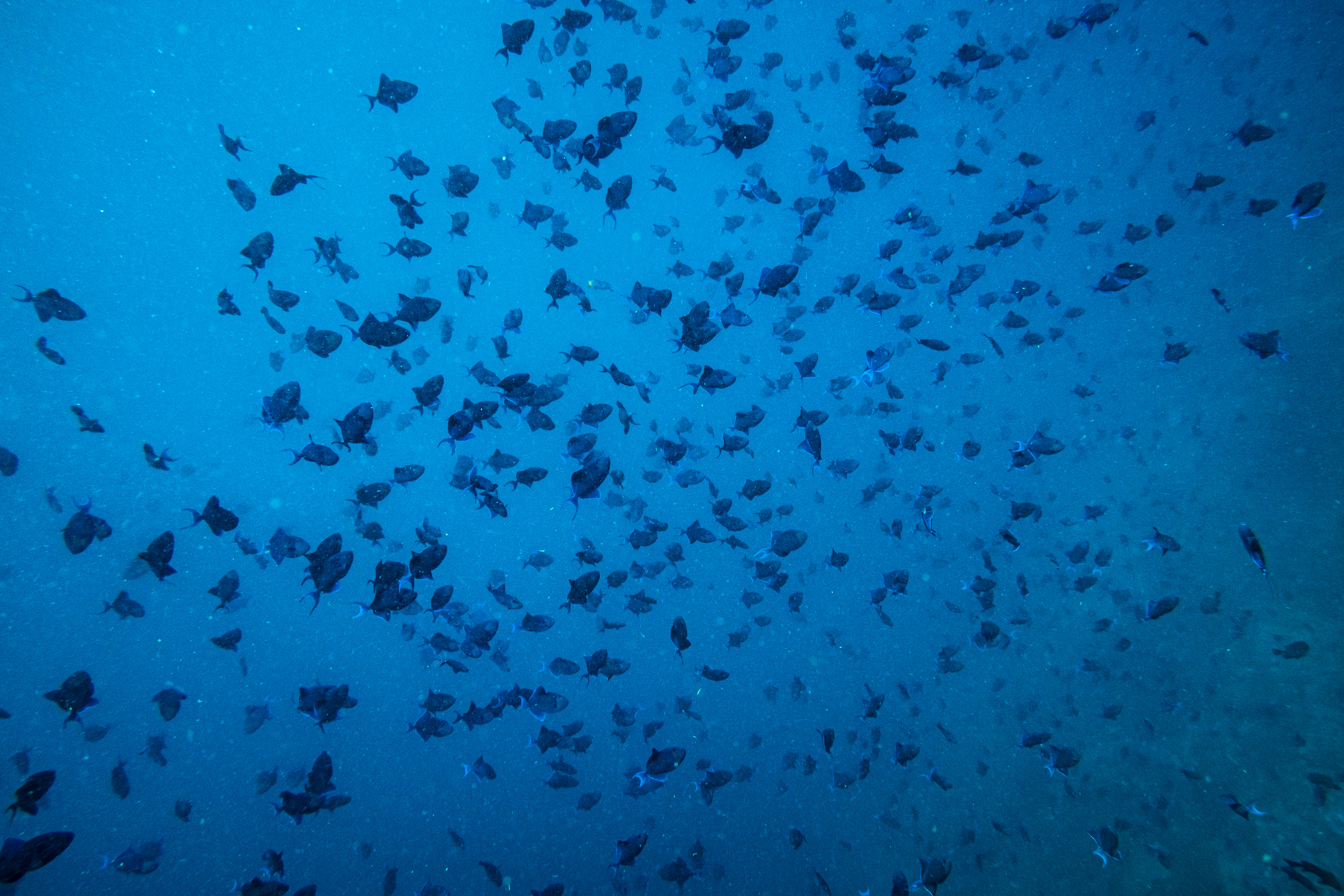 Redtooth Triggerfish